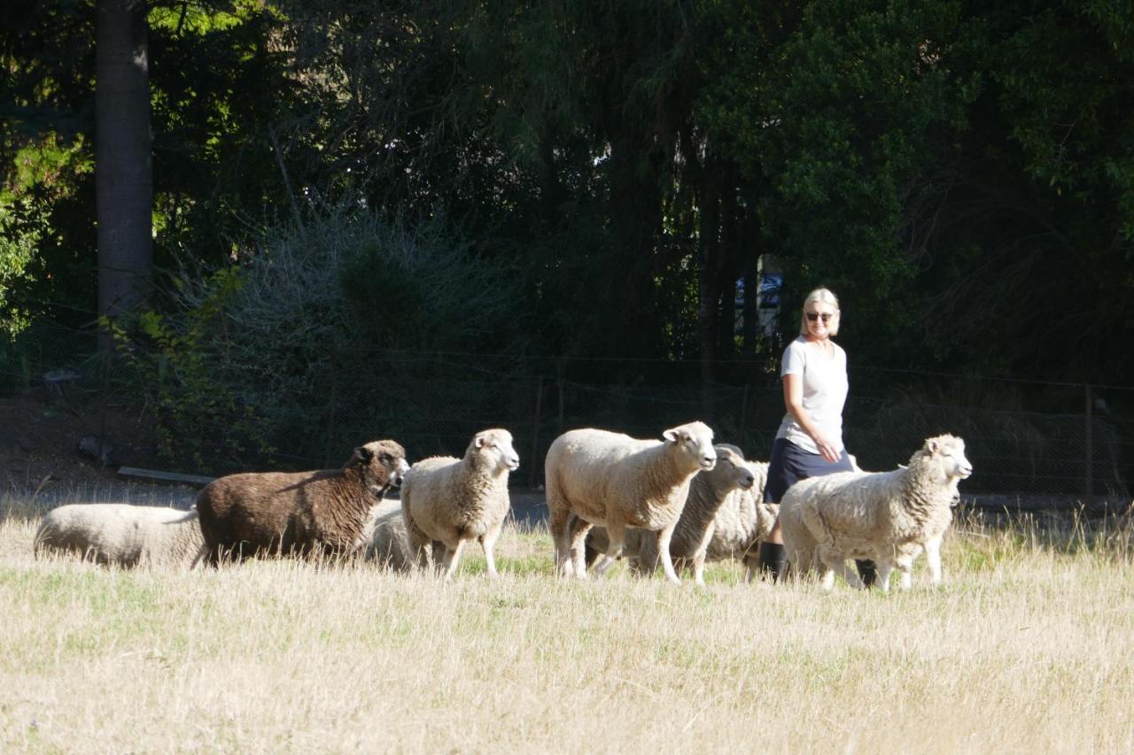 Karetu Downs Farm Stay Hawarden Eksteriør bilde