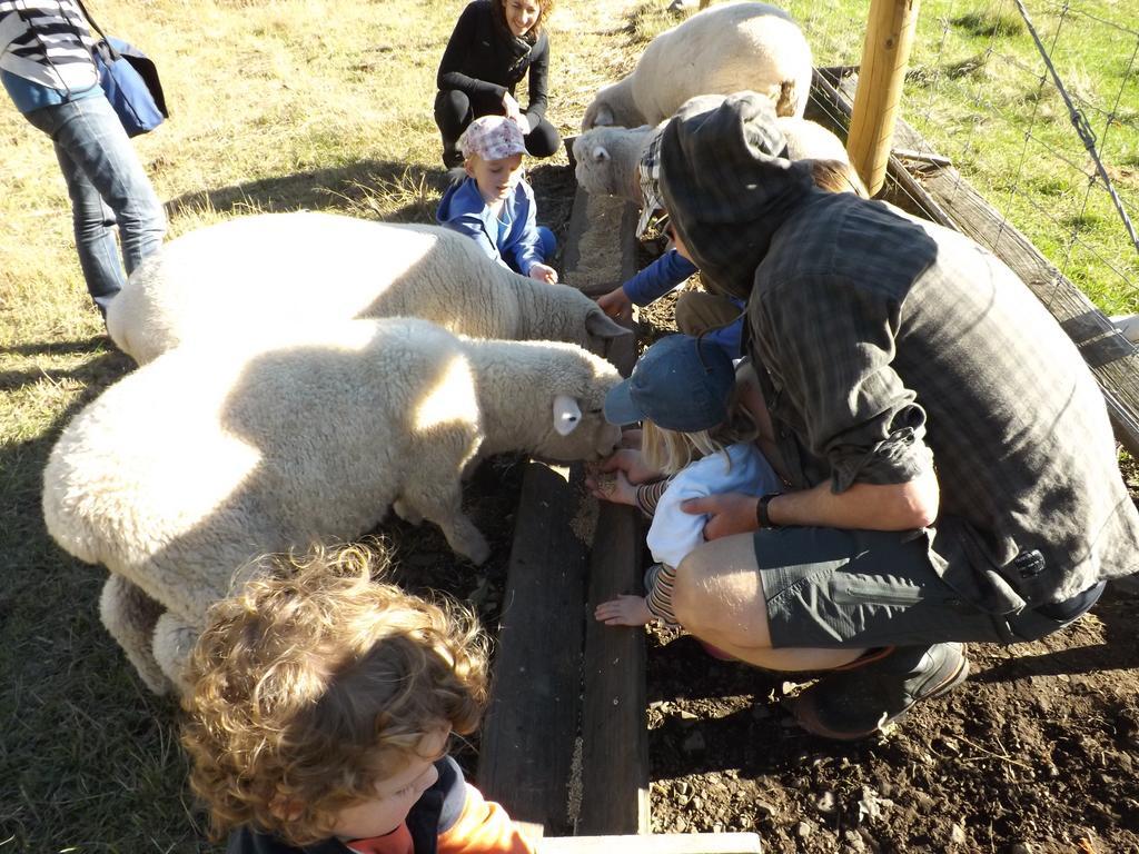 Karetu Downs Farm Stay Hawarden Eksteriør bilde